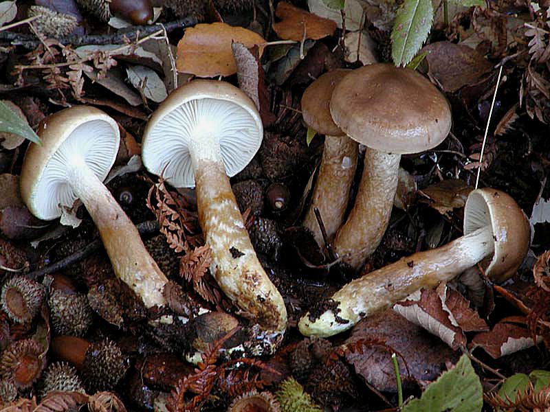 Hygrophorus personii (Arnolds)